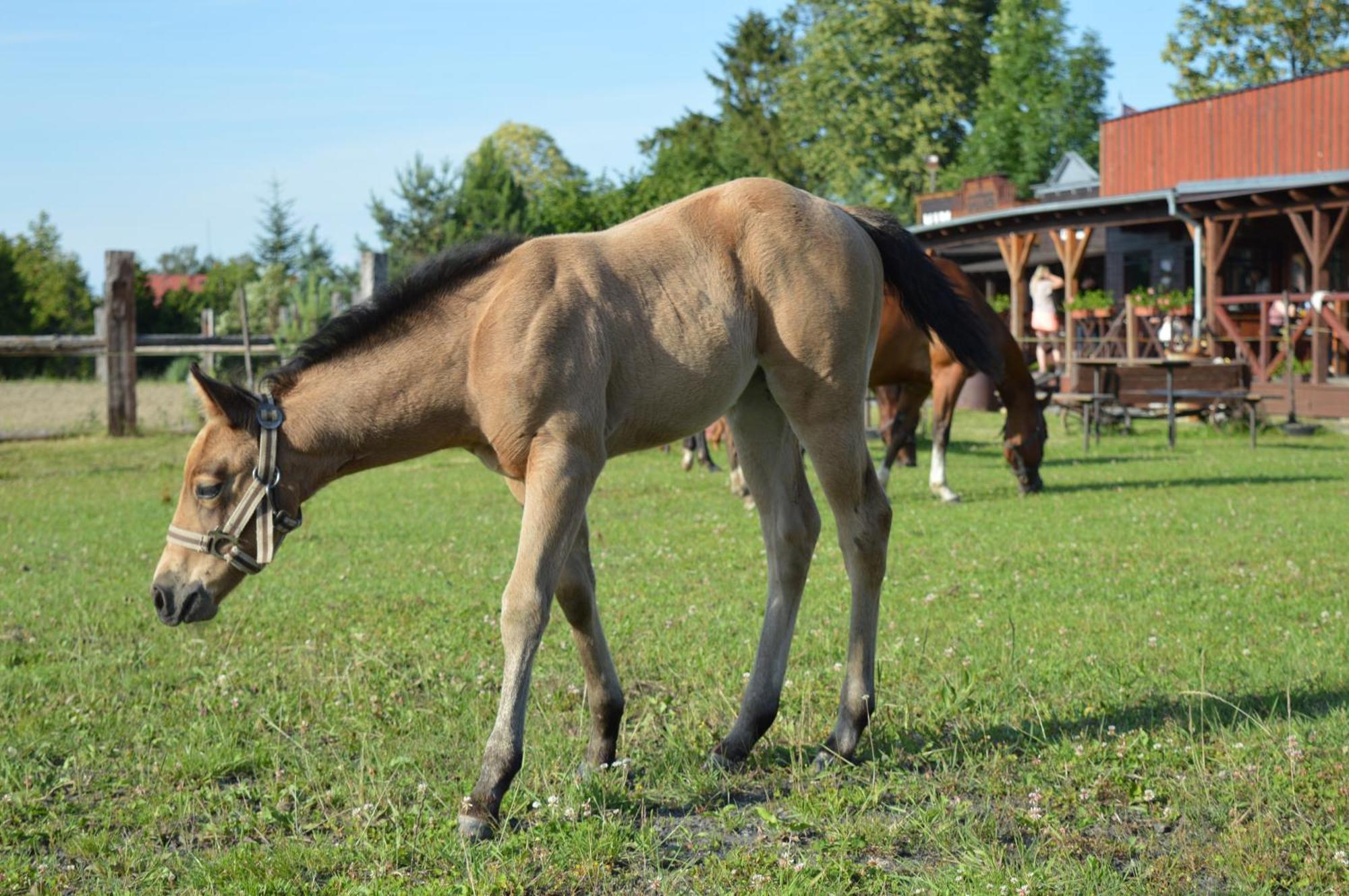Bubla City Ranch Kopřivnice Extérieur photo